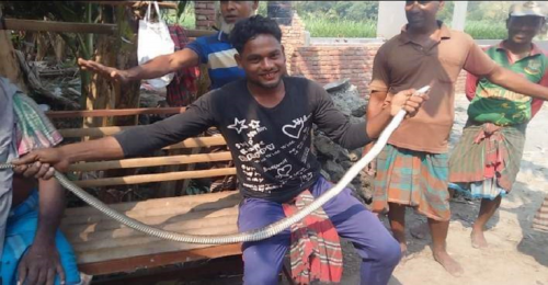 তালায় কোন প্রশিক্ষণ ছাড়াই বড় সাপ ধরলেন এক যুবক, পরবর্তীতে বন্যপ্রাণী প্রেমিকের হস্তক্ষেপে অবমুক্ত